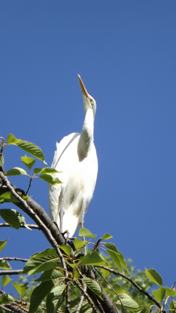 Great Egret - ML61674681