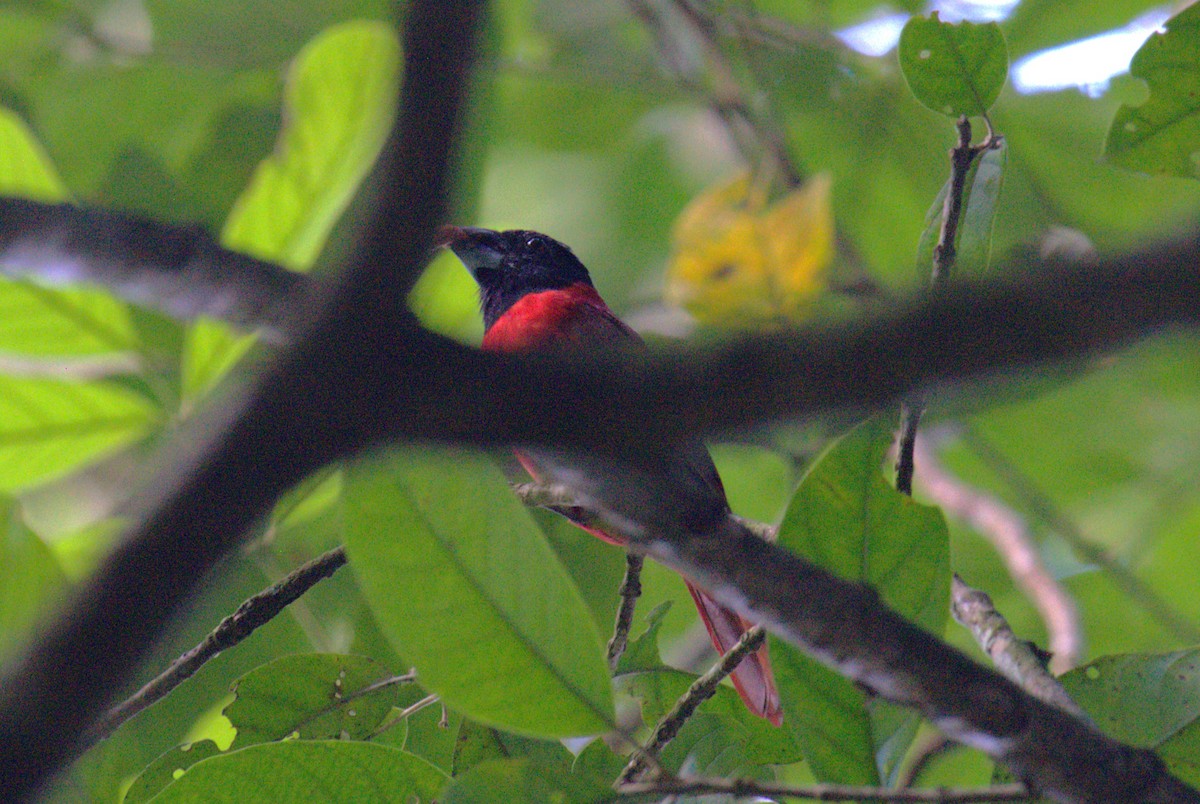 Red-and-black Grosbeak - ML616746811