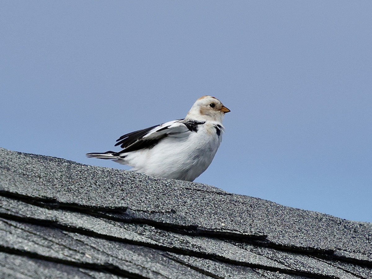 Snow Bunting - ML616746855