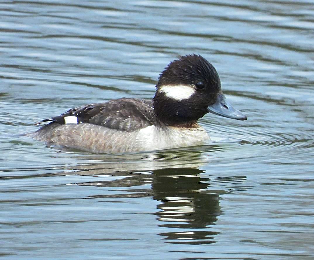 Bufflehead - ML616746871