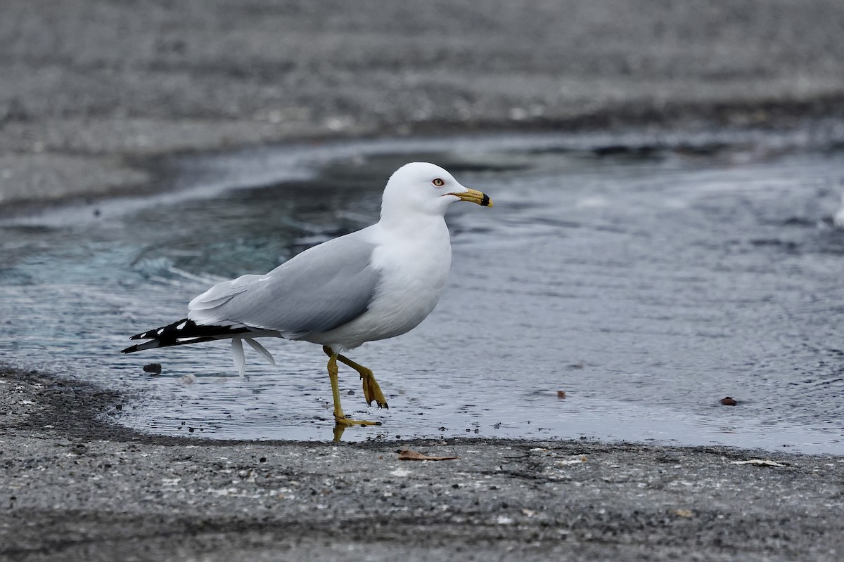 Ring-billed Gull - ML616746899