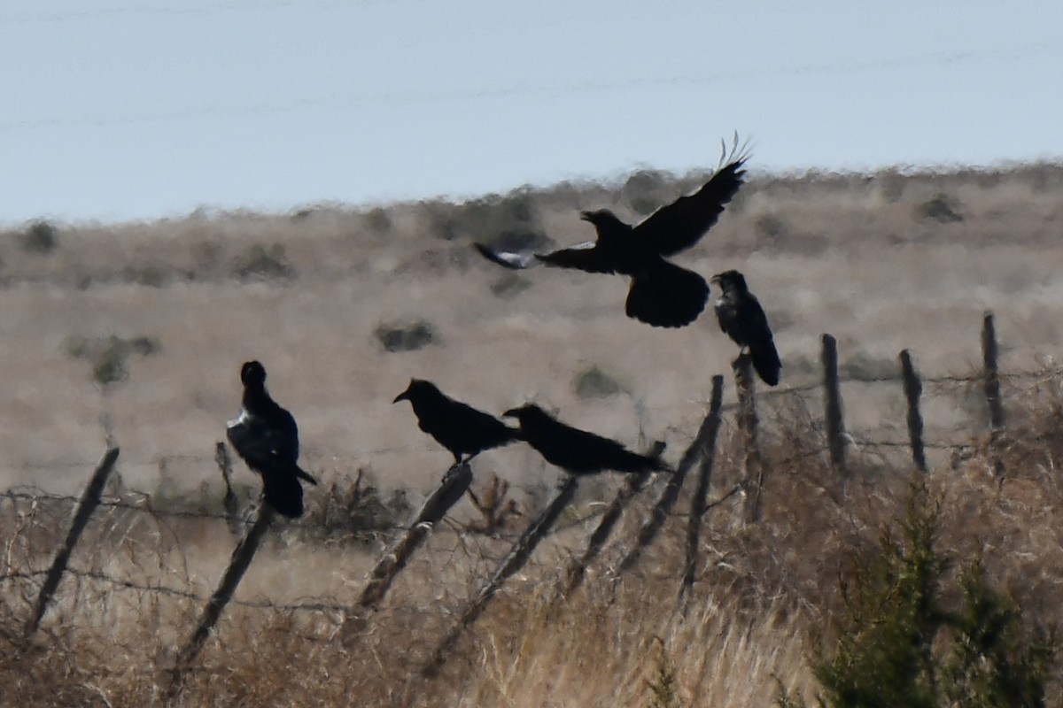 Common Raven - Carmen Ricer