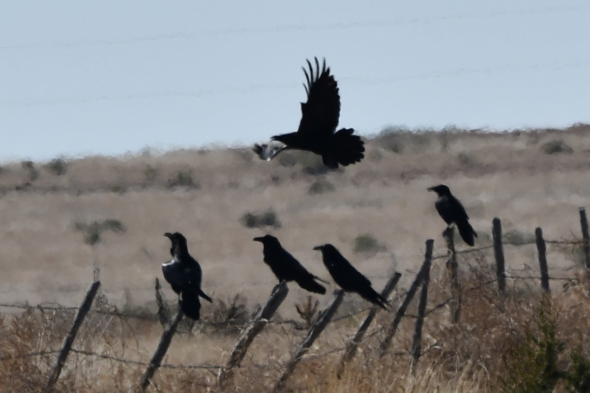 Common Raven - ML616746964