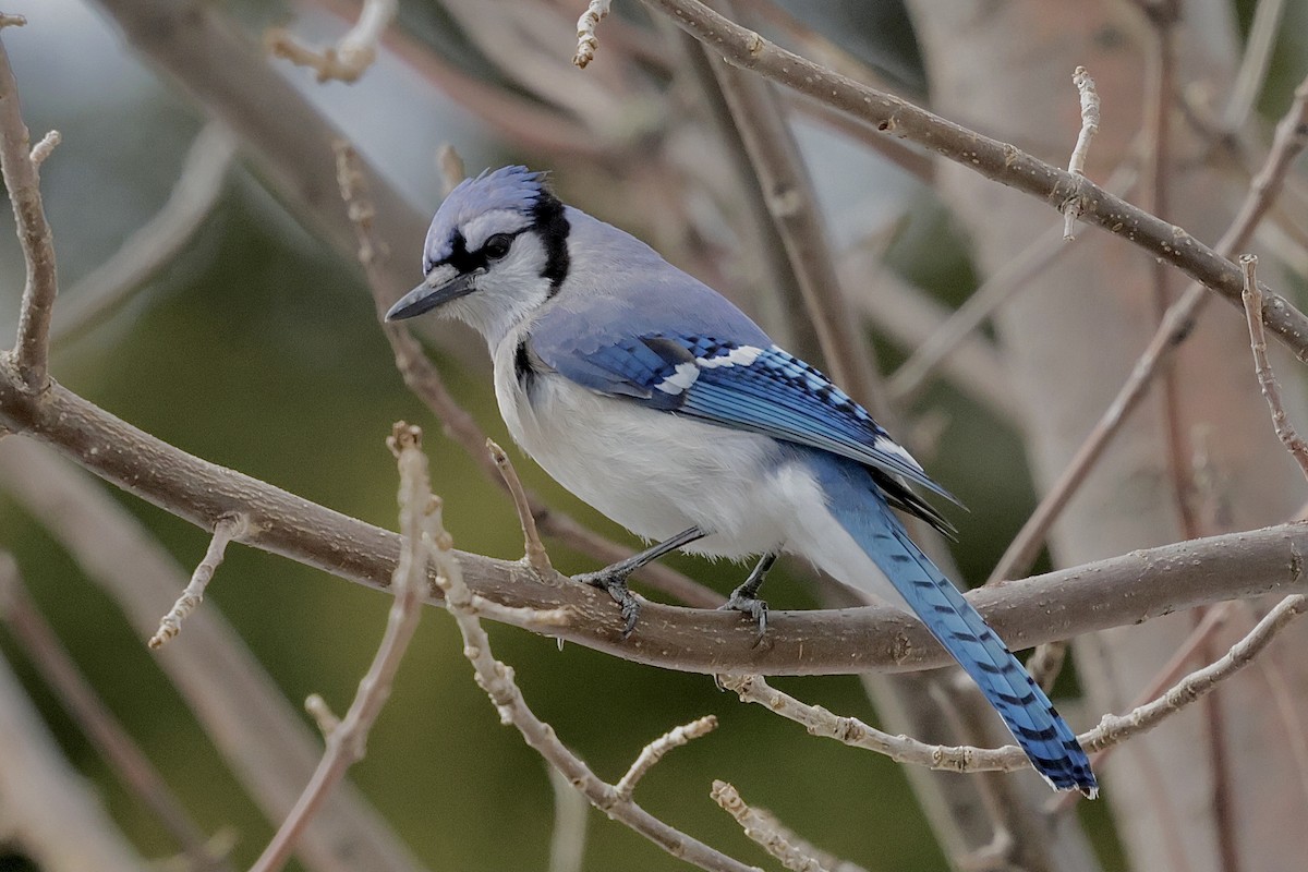 Blue Jay - ML616747035