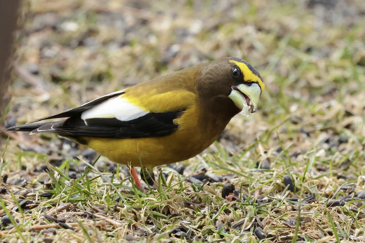 Evening Grosbeak - ML616747044