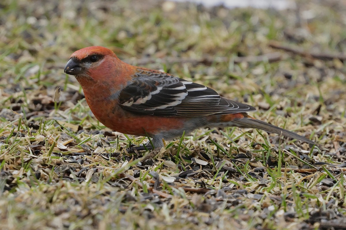 Pine Grosbeak - ML616747068