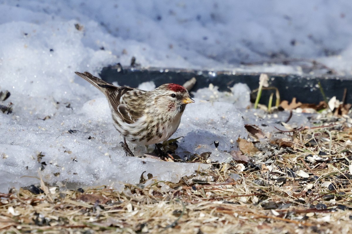 Common Redpoll - ML616747075