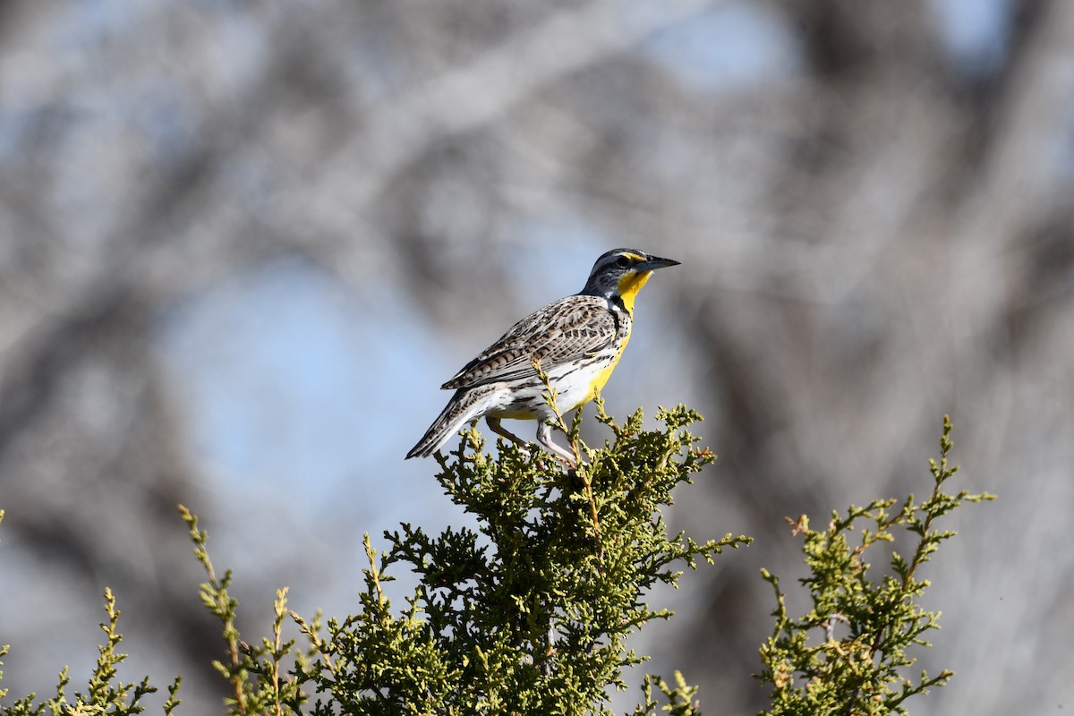 Western Meadowlark - ML616747144