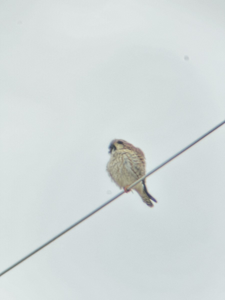 American Kestrel - ML616747146