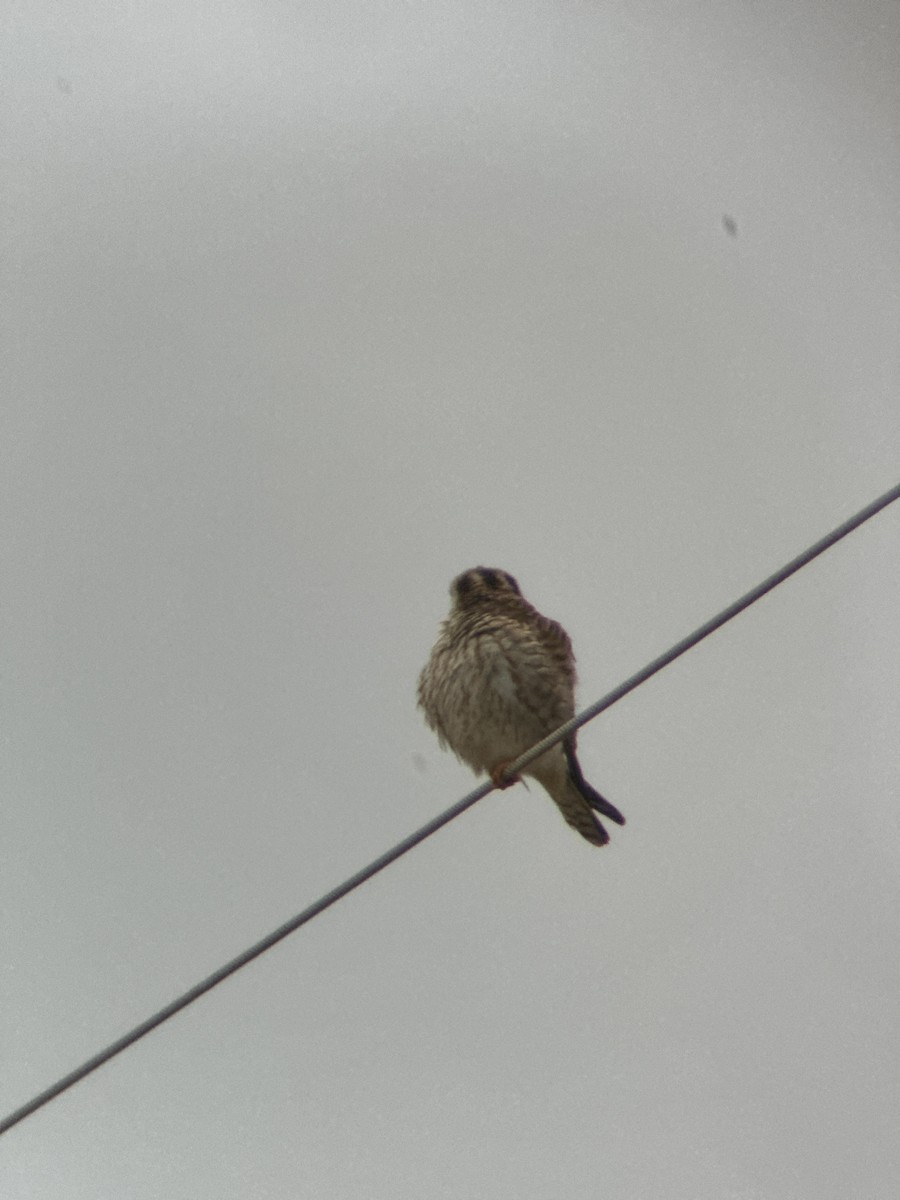 American Kestrel - ML616747147