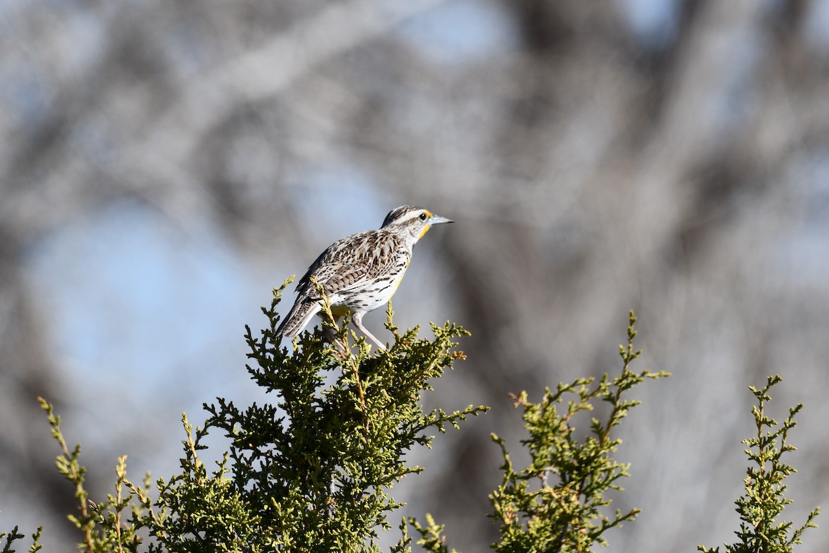 Western Meadowlark - ML616747148