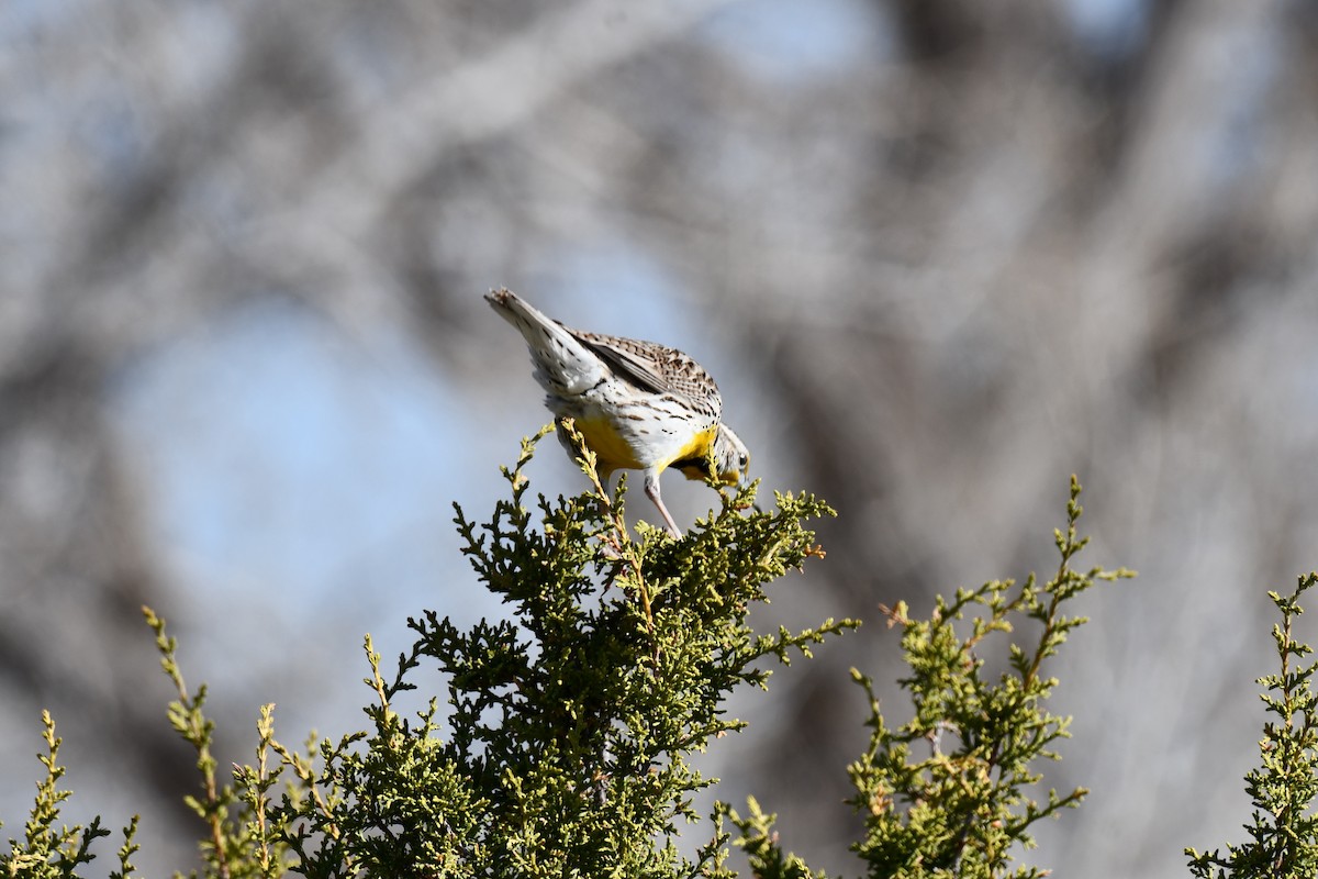 Western Meadowlark - ML616747149