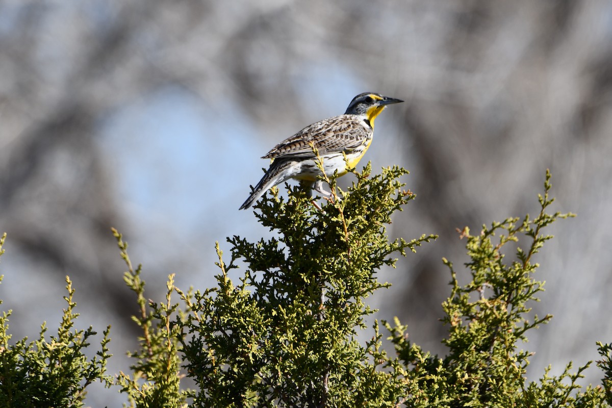 Western Meadowlark - ML616747150