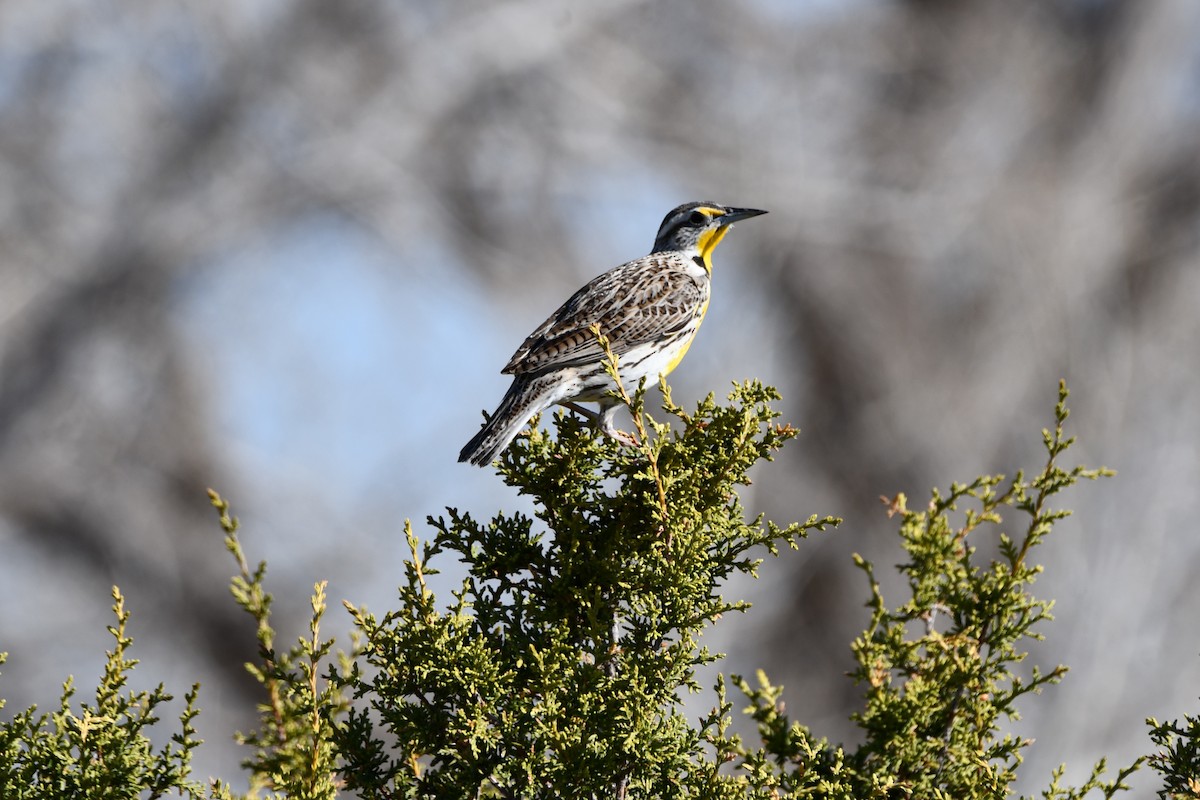 Western Meadowlark - ML616747152