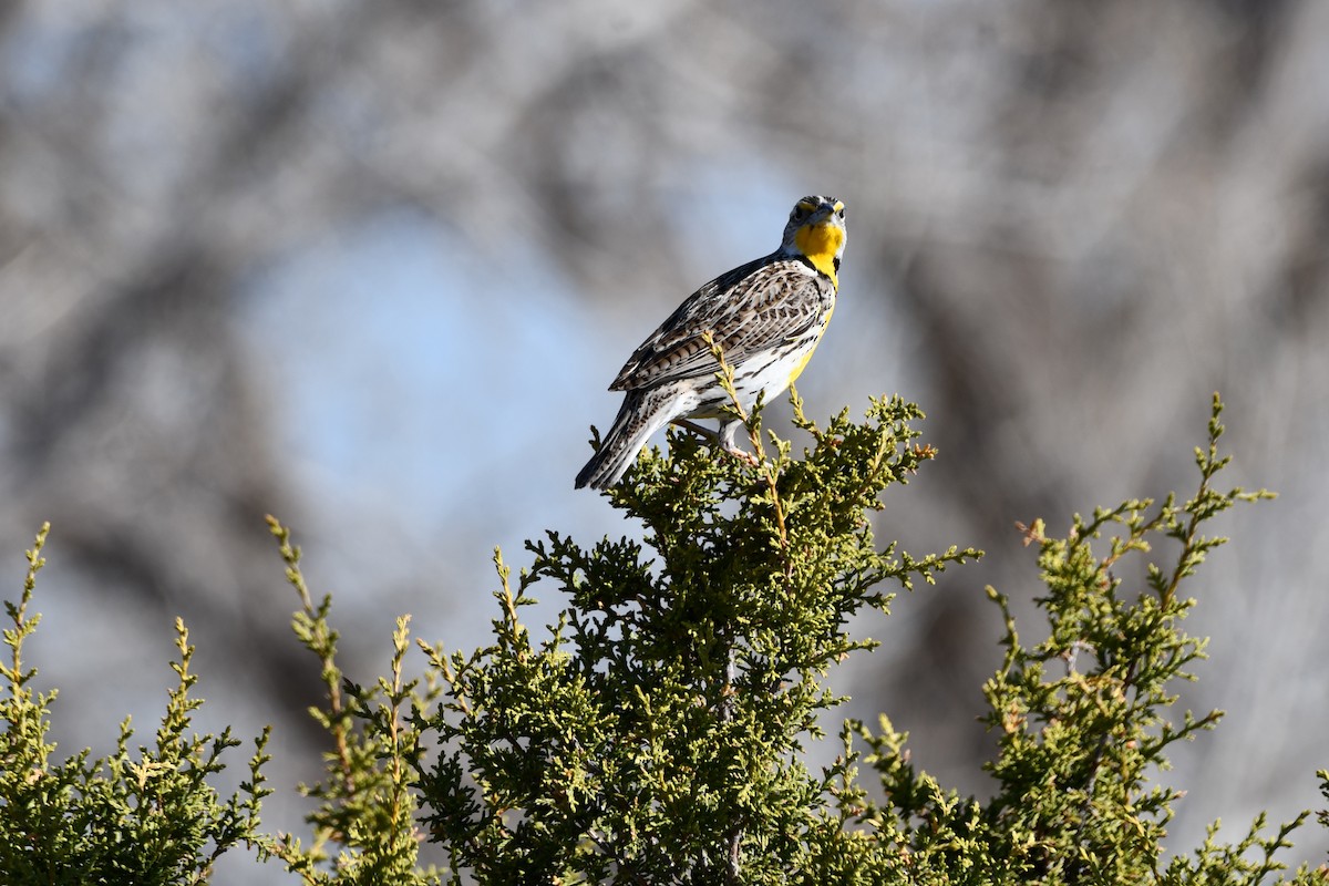 Western Meadowlark - ML616747153