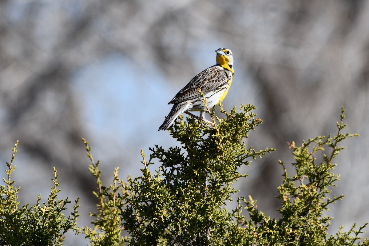 Western Meadowlark - ML616747154