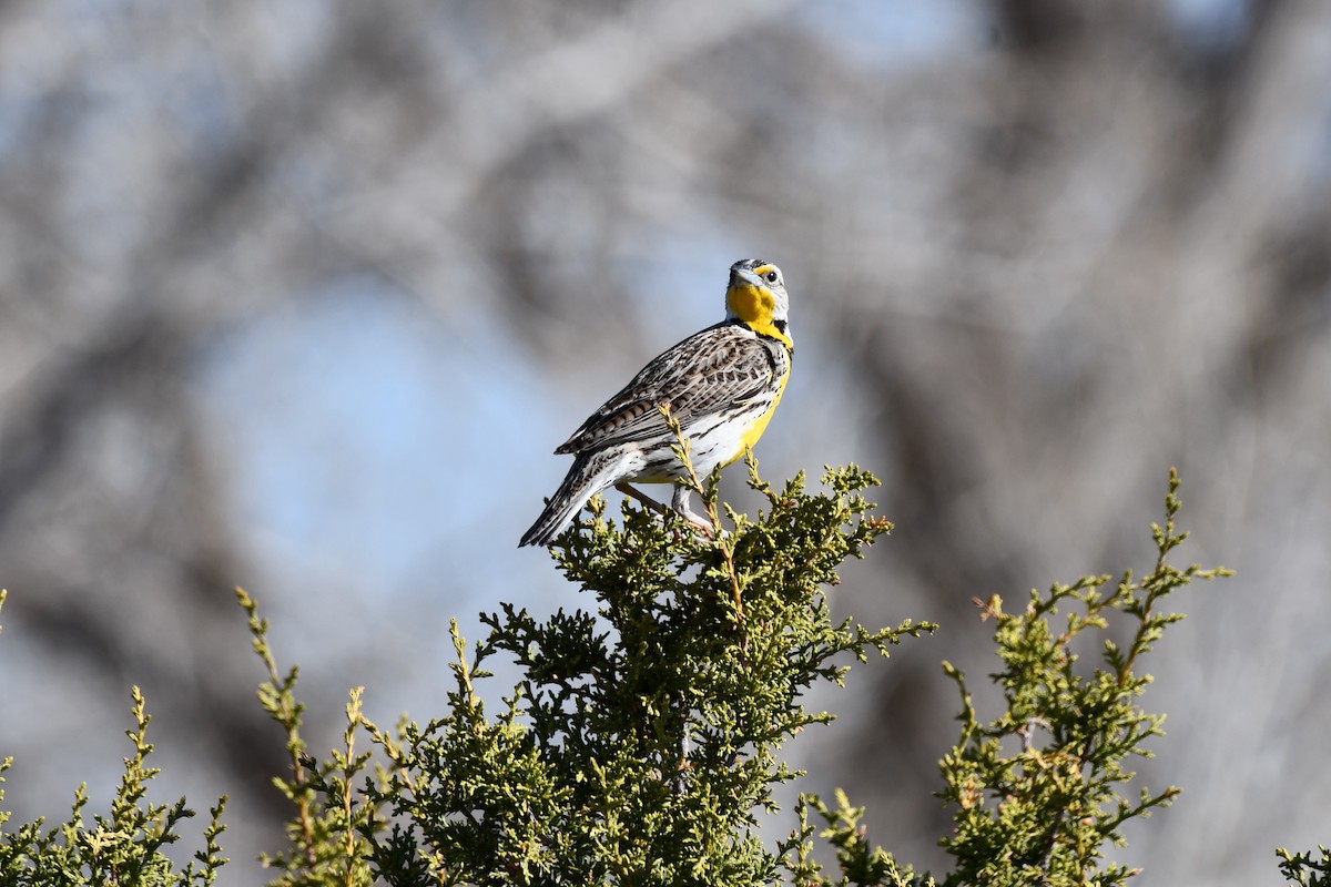 Western Meadowlark - ML616747155