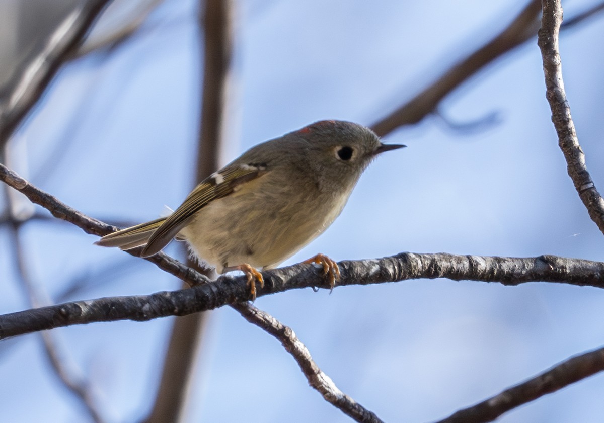 Ruby-crowned Kinglet - Kim&Ali Knapp