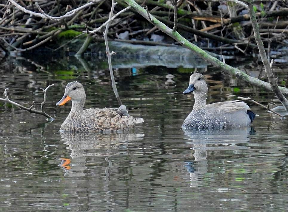 Gadwall - Bernadette Adams