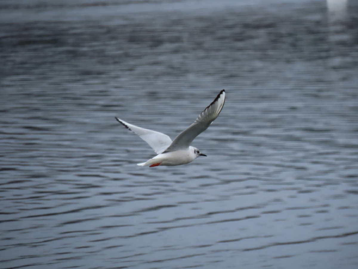 Bonaparte's Gull - ML616747290