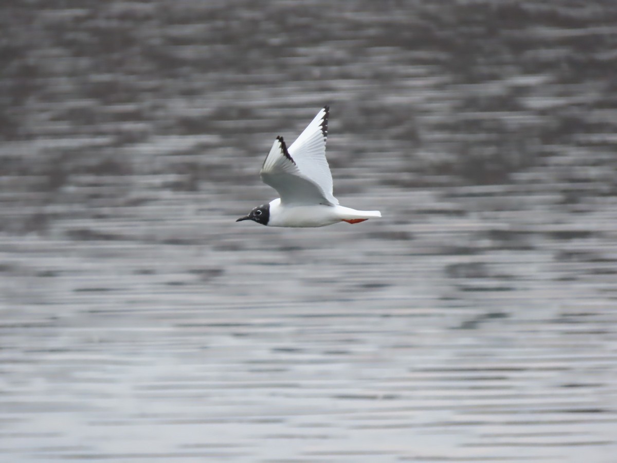 Bonaparte's Gull - ML616747291