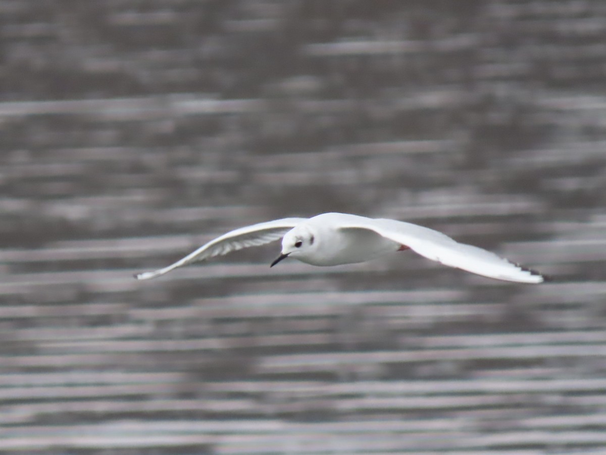 Bonaparte's Gull - ML616747292