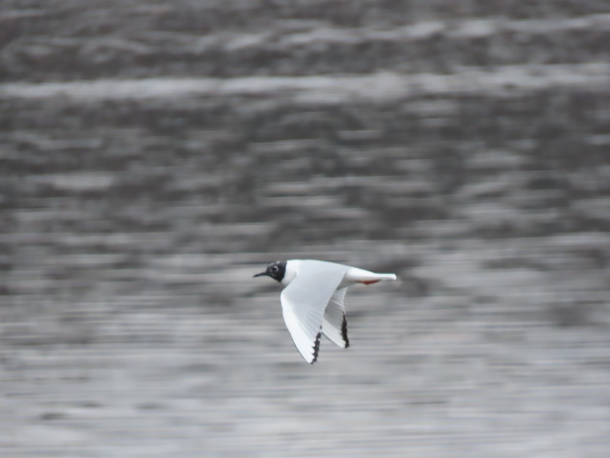 Bonaparte's Gull - ML616747293