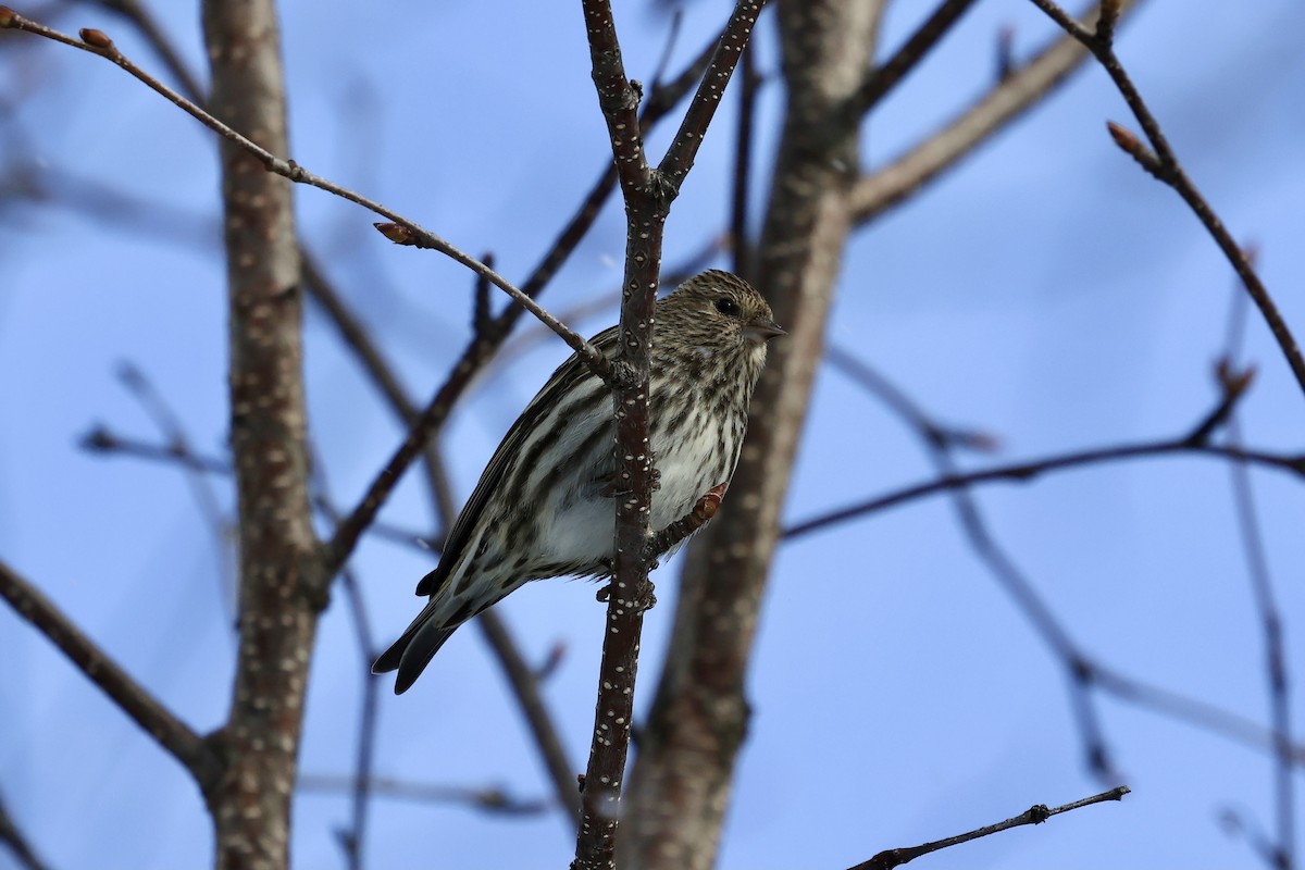 Pine Siskin - ML616747294