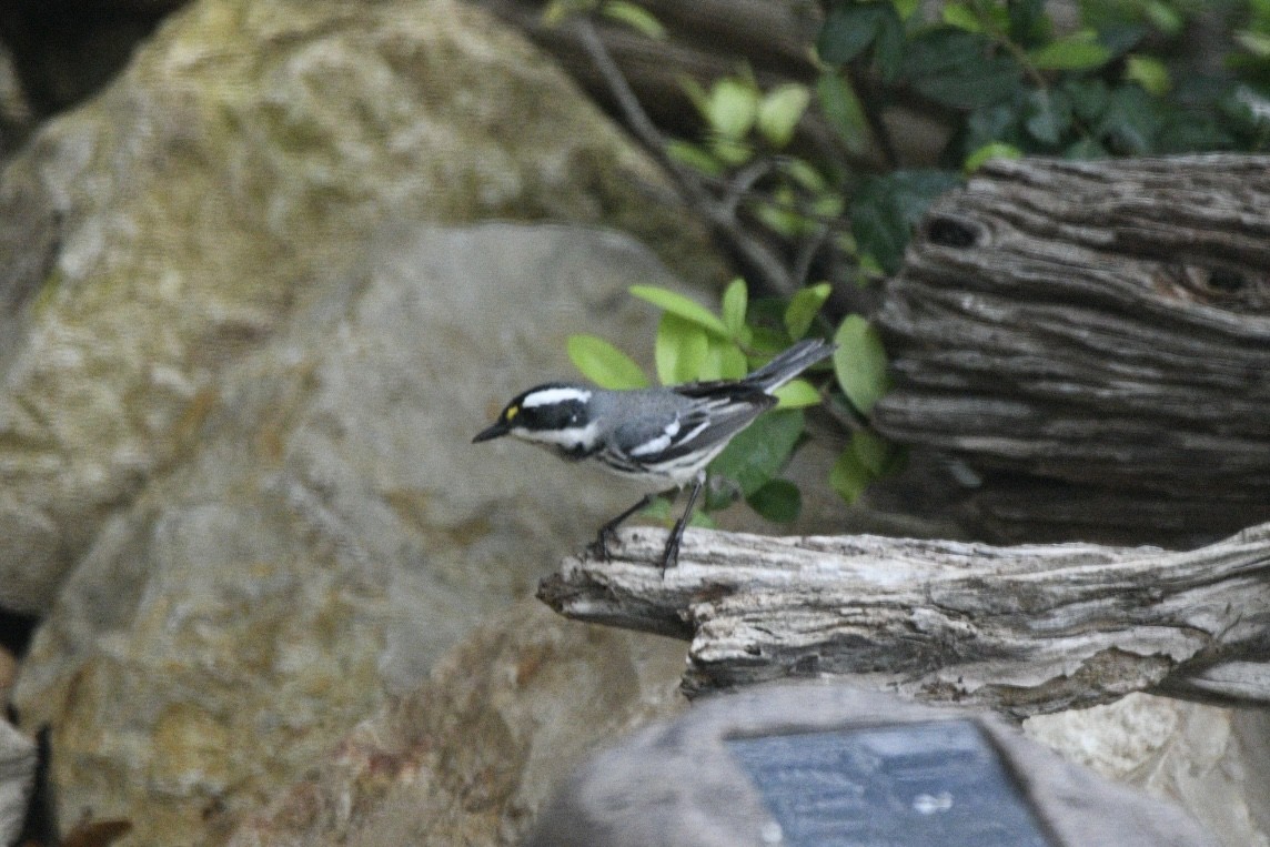 Black-throated Gray Warbler - Camille  christine