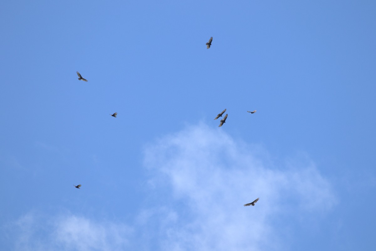 Turkey Vulture - ML616747314