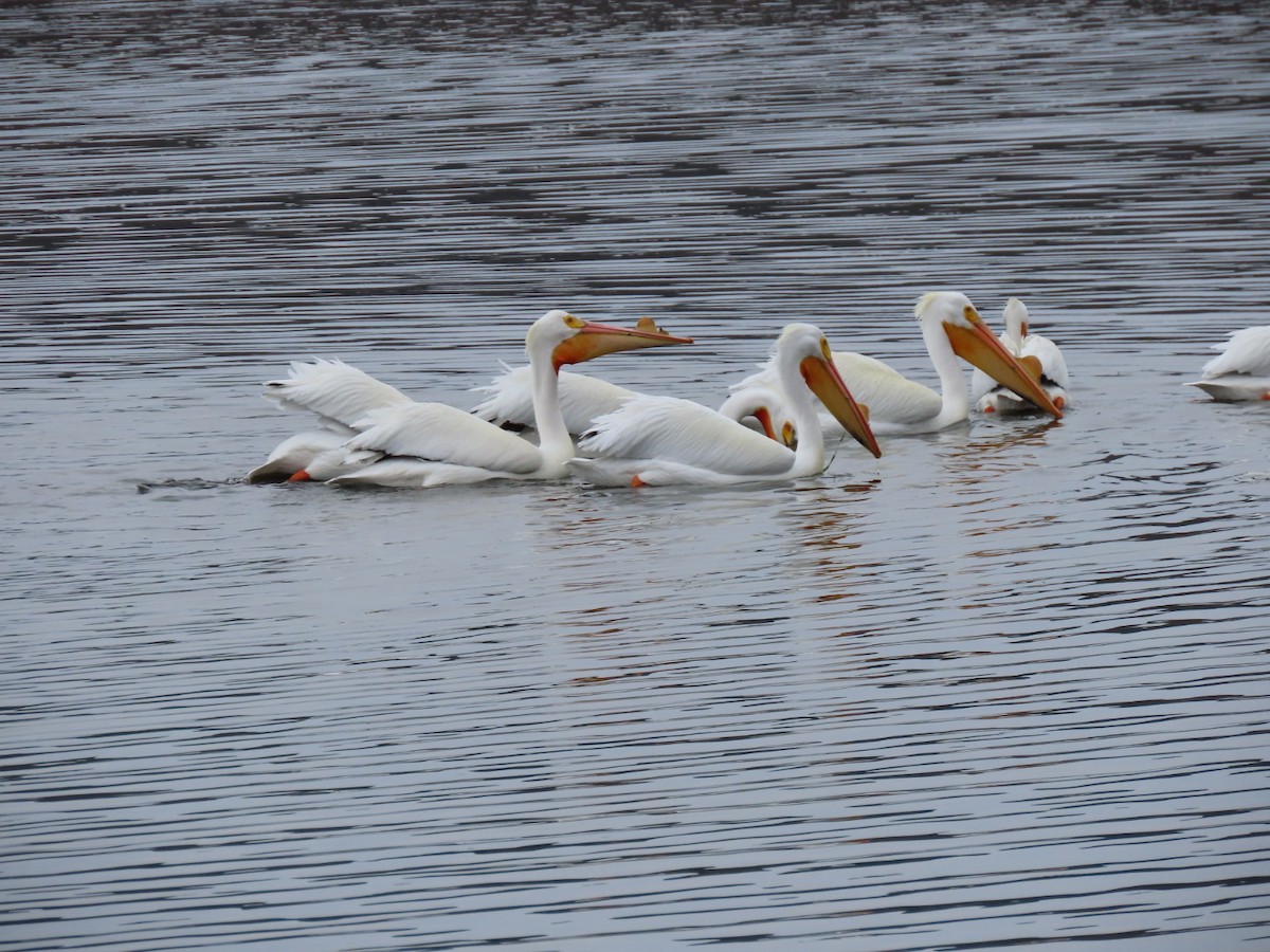 American White Pelican - ML616747324