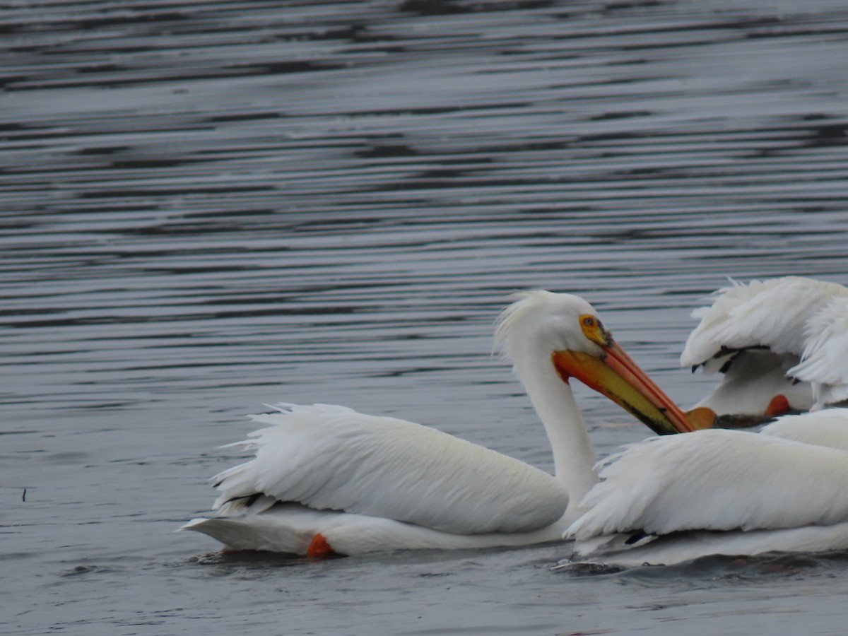 American White Pelican - ML616747325