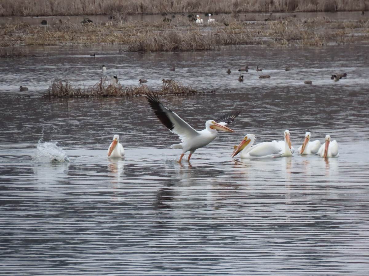 American White Pelican - ML616747326