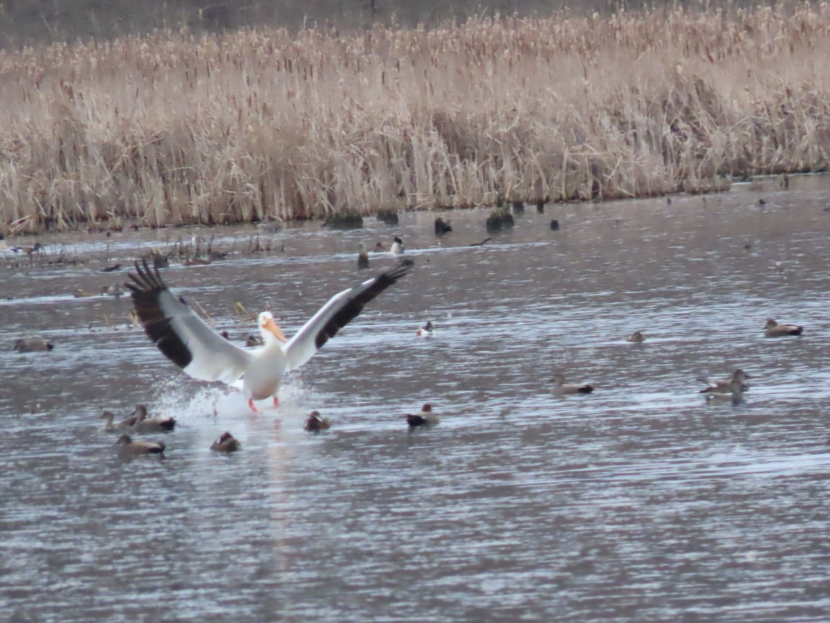 American White Pelican - ML616747327