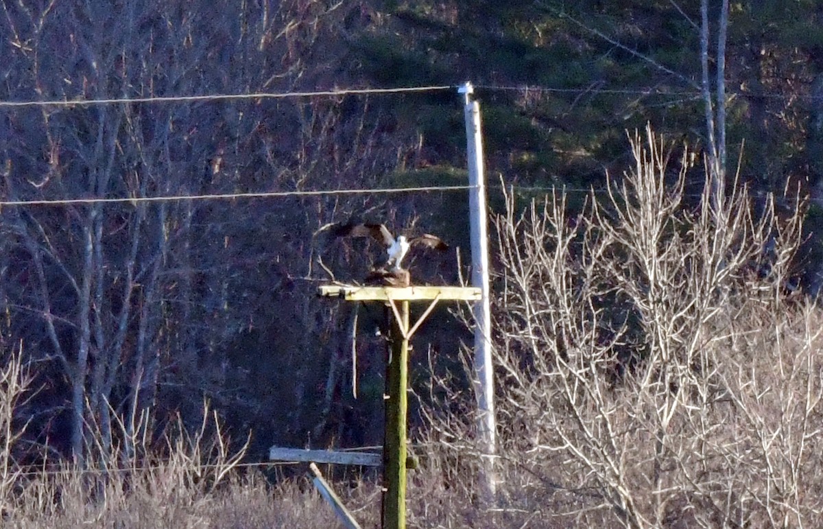 Balbuzard pêcheur - ML616747337