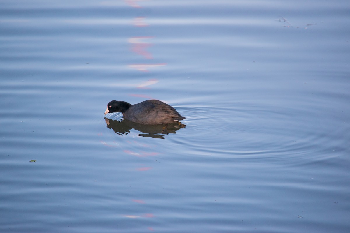 American Coot - ML616747406