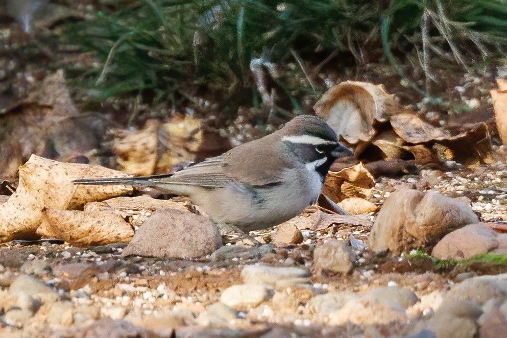 Black-throated Sparrow - ML616747448