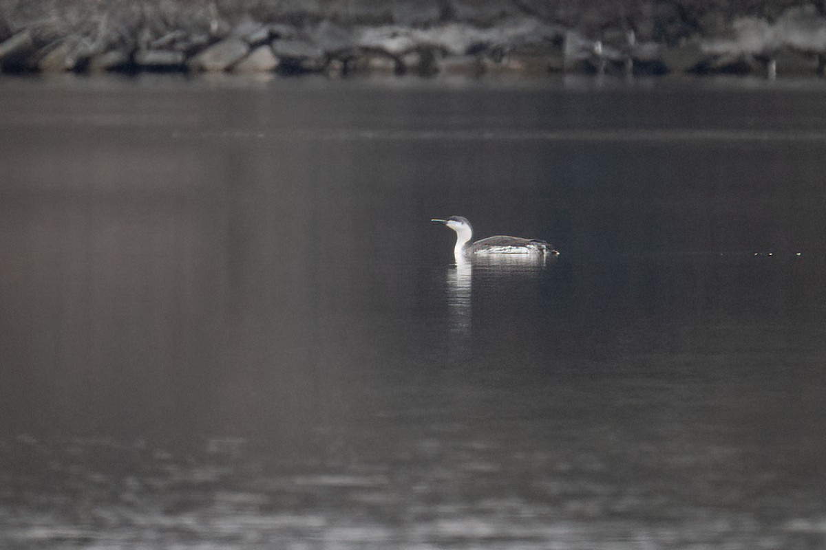 Red-throated Loon - ML616747471
