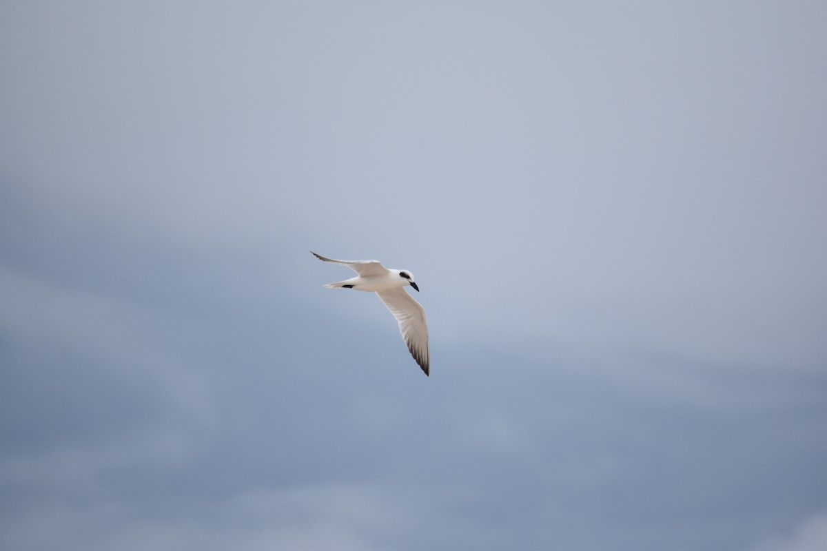 Australian Tern - ML616747517