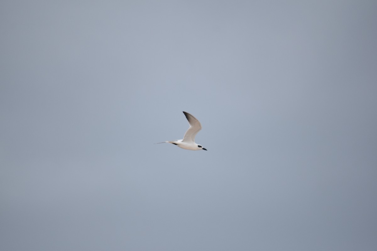 Australian Tern - ML616747518