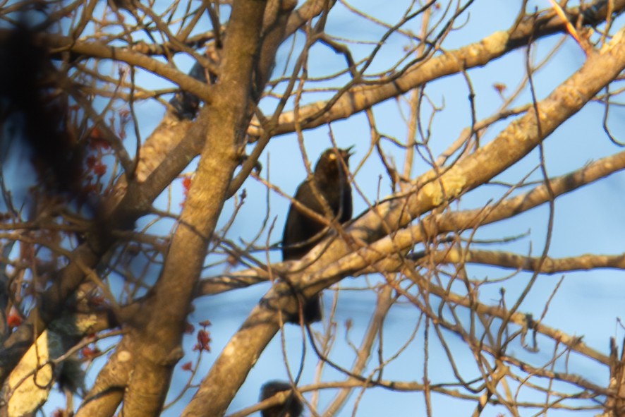 Rusty Blackbird - ML616747524