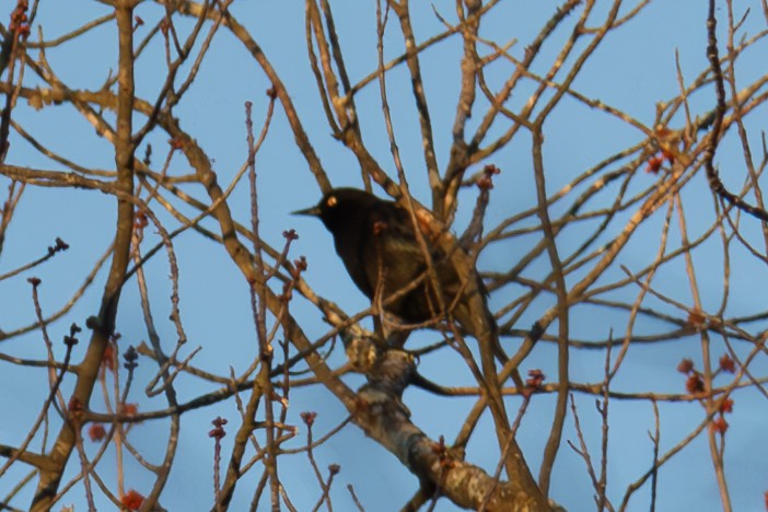 Rusty Blackbird - Greg Power