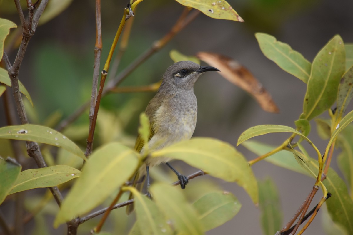 Brown Honeyeater - ML616747552