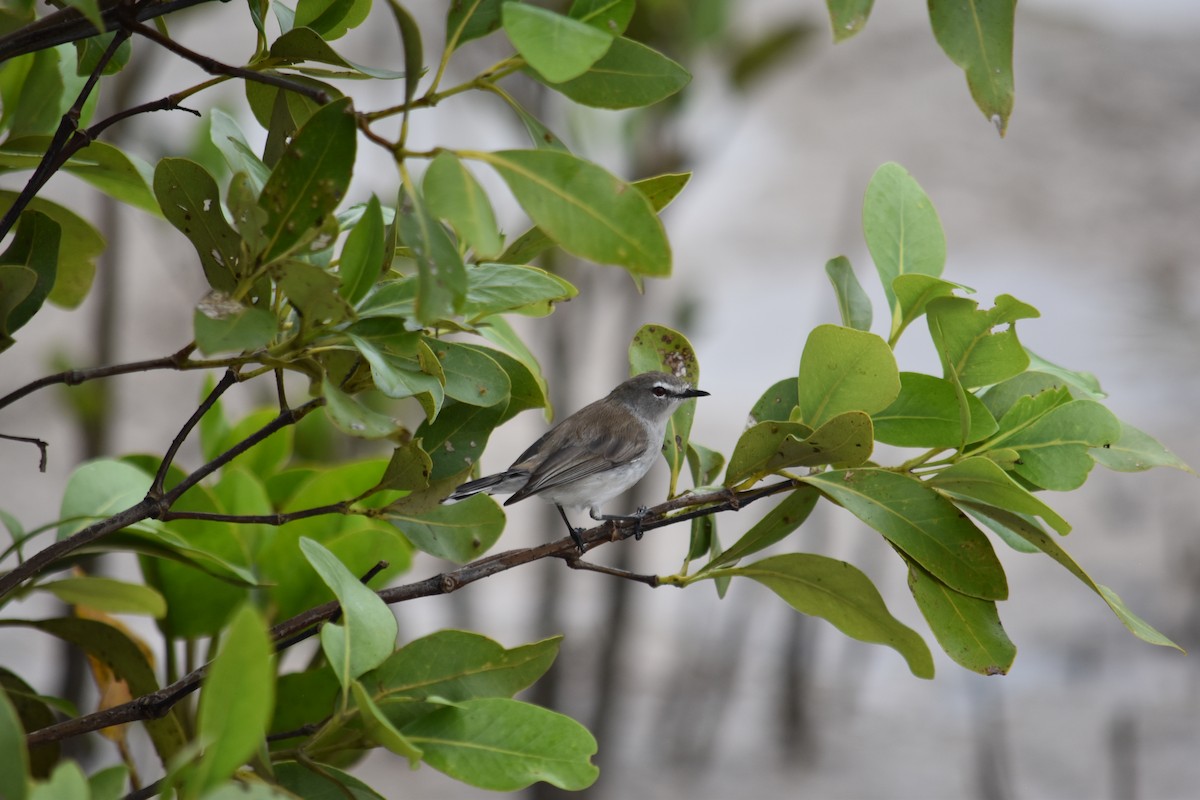 Mangrove Gerygone - ML616747556