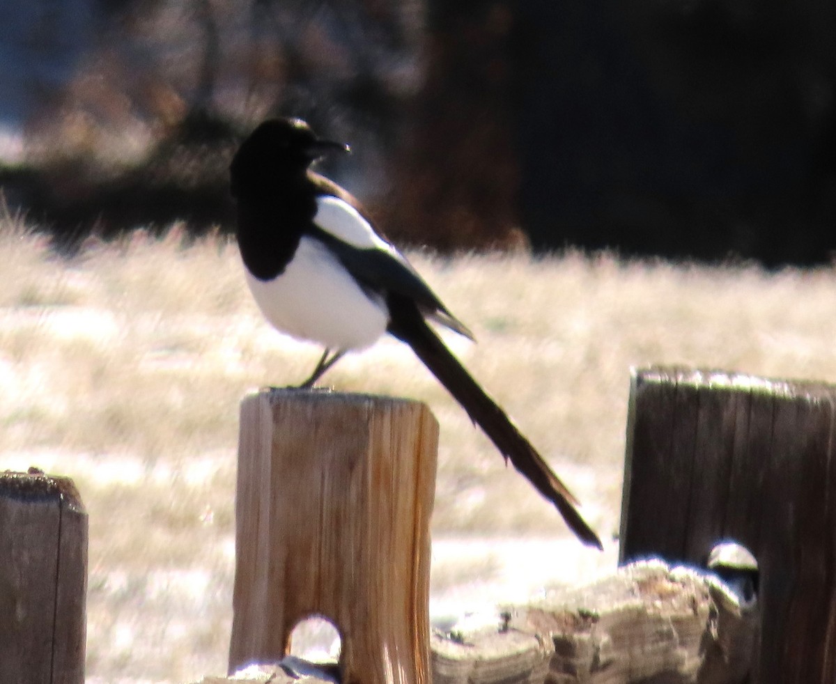 Black-billed Magpie - ML616747612