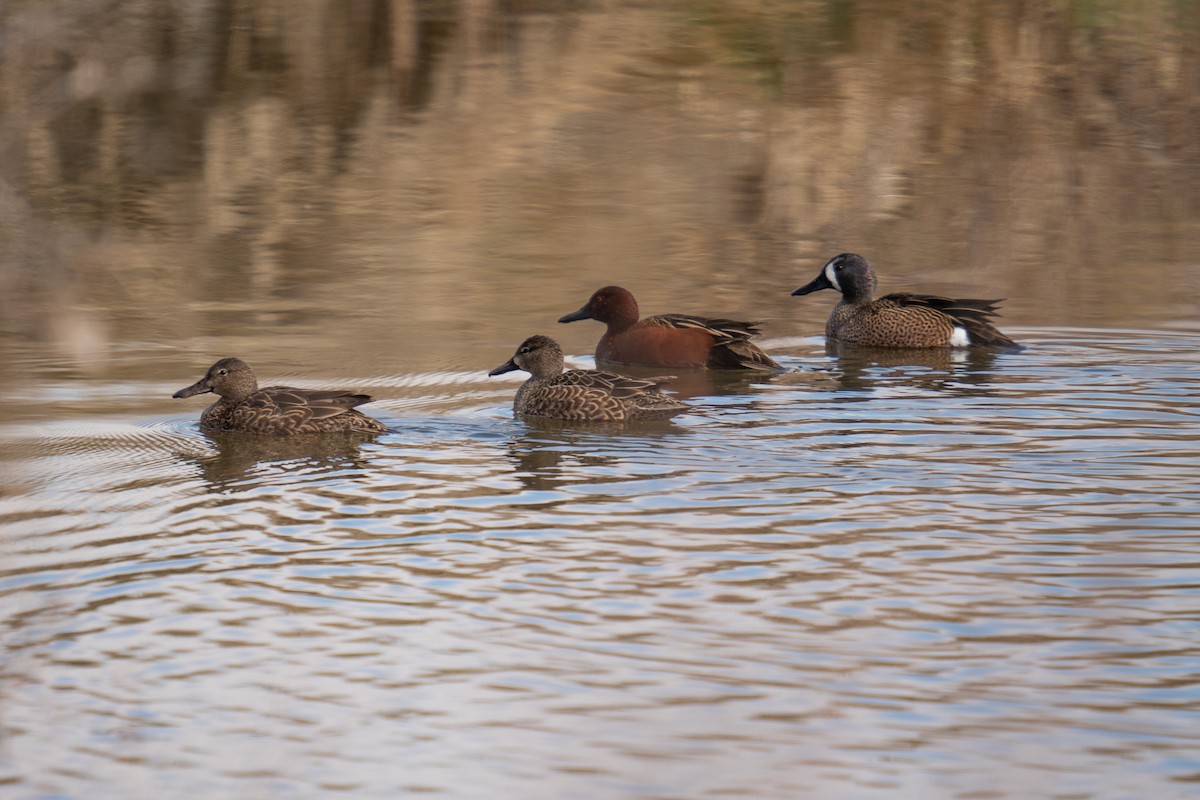 Cinnamon Teal - ML616747620