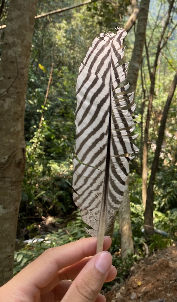 Silberfasan - ML616747677