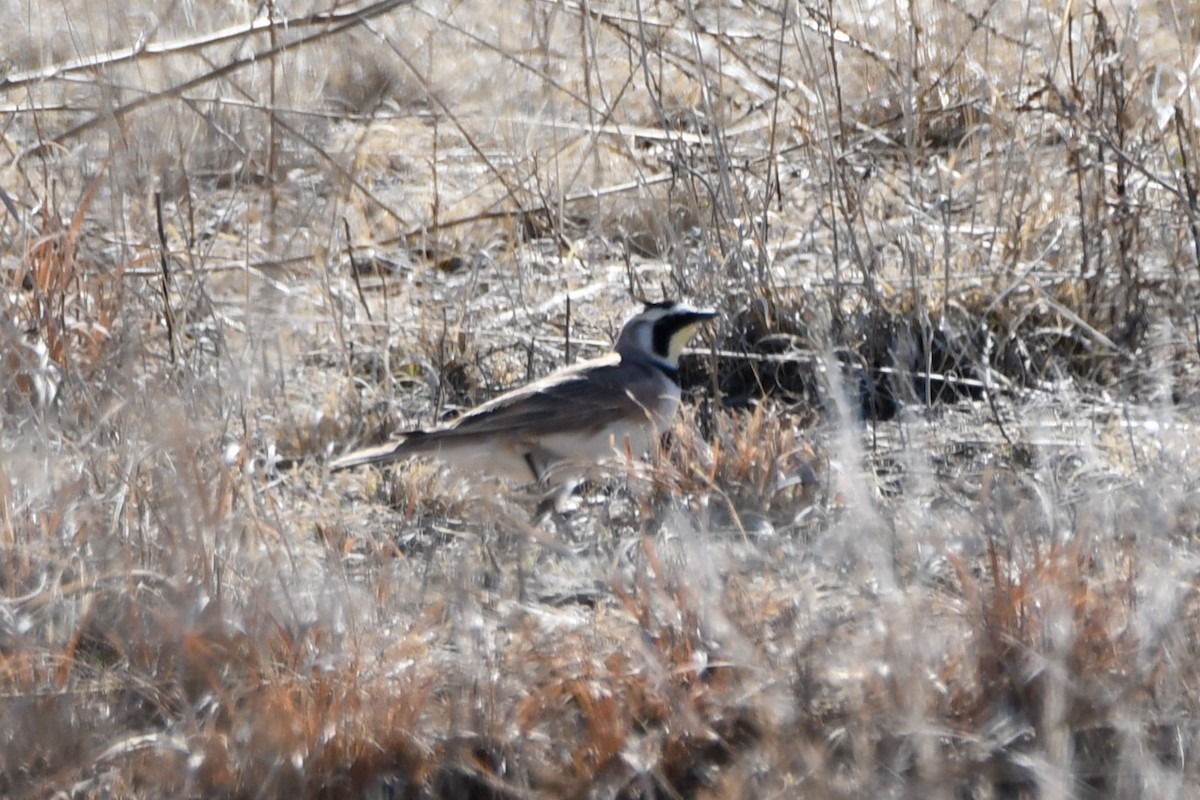 Horned Lark - ML616747683
