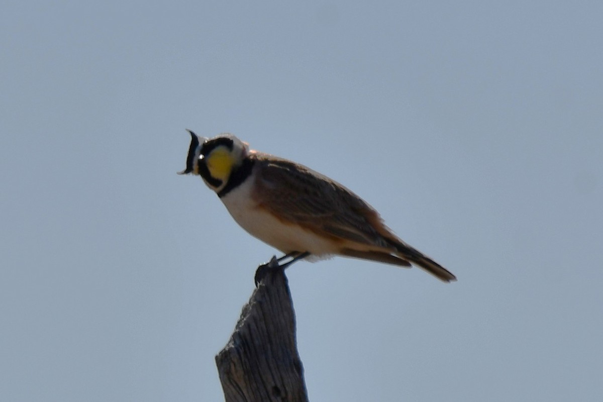 Horned Lark - ML616747684