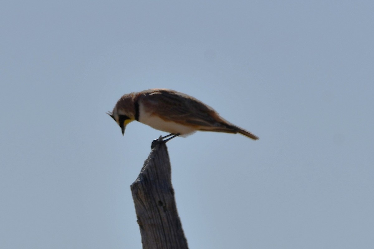 Horned Lark - ML616747685